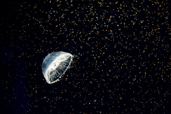 海洋生物水母