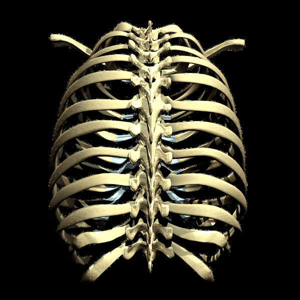 三维胸腔肋骨照片免抠png透明素材