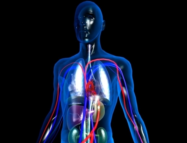 标准人体血管3d模型图片