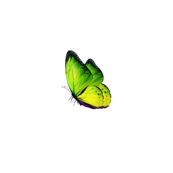 绿色的卡通蝴蝶素材
