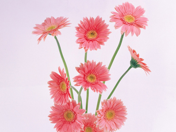 位图植物插画植物花卉花朵免费素材