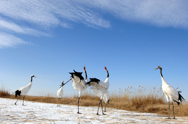 扎龙湿地的白鹤图片