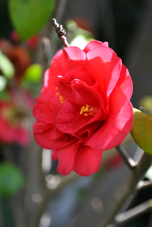 红色山茶花图片