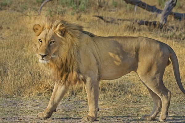 非洲狮子摄影