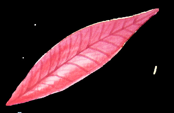 西柚红叶透明素材