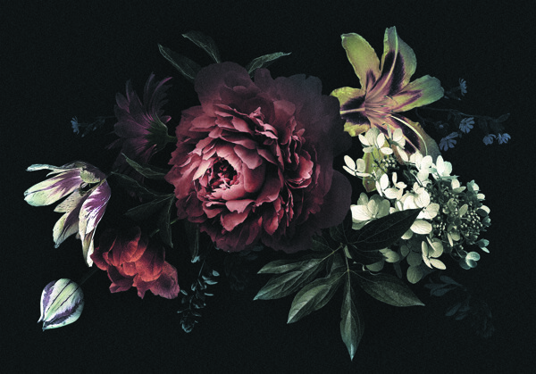 黑暗中的牡丹百合花暗色装饰背景图片