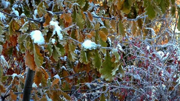 实拍落满白雪的植物视频素材