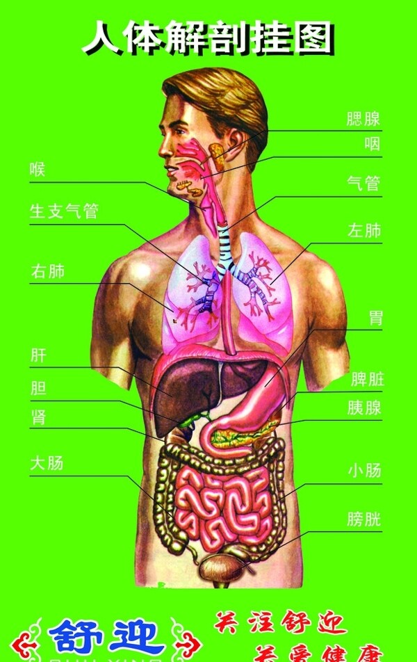 人体解剖挂图图片