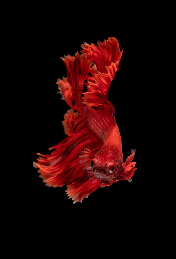 红色金鱼