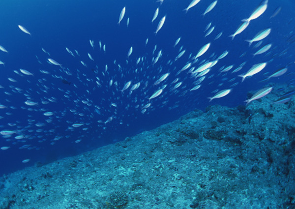 海洋生物