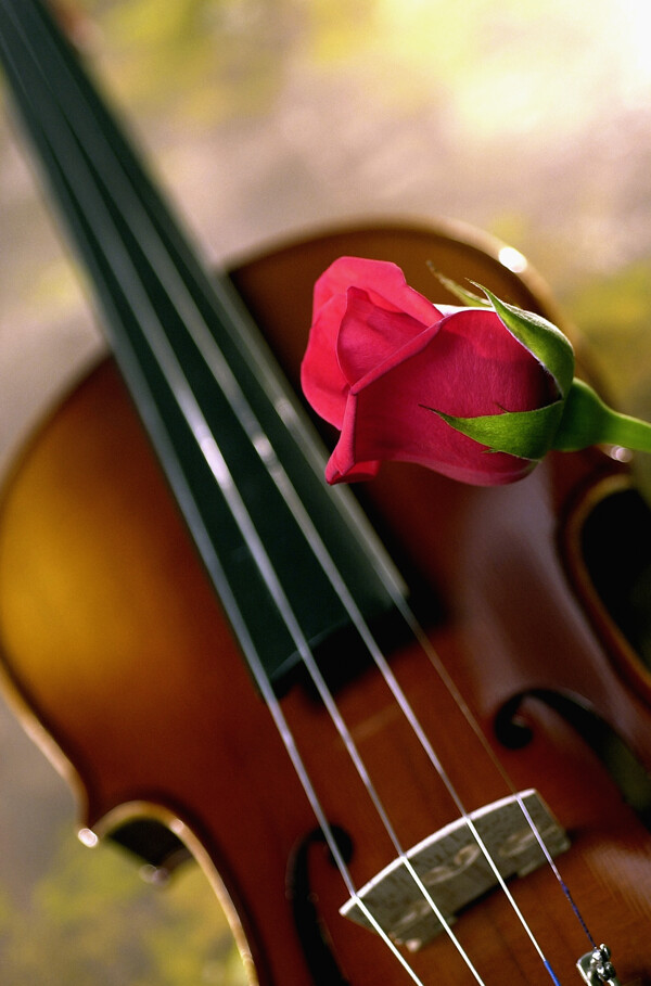 小提琴与玫瑰图片