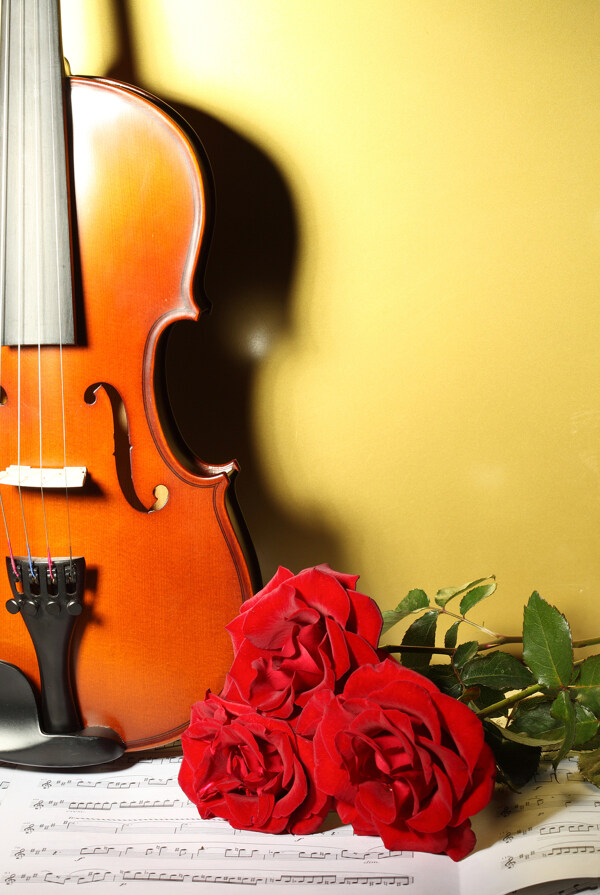 火红玫瑰花与小提琴图片