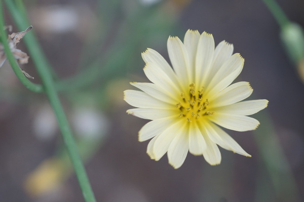 高清嫩黄色苦菊野花