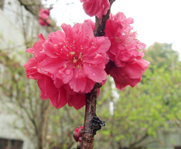 雨后桃花图片