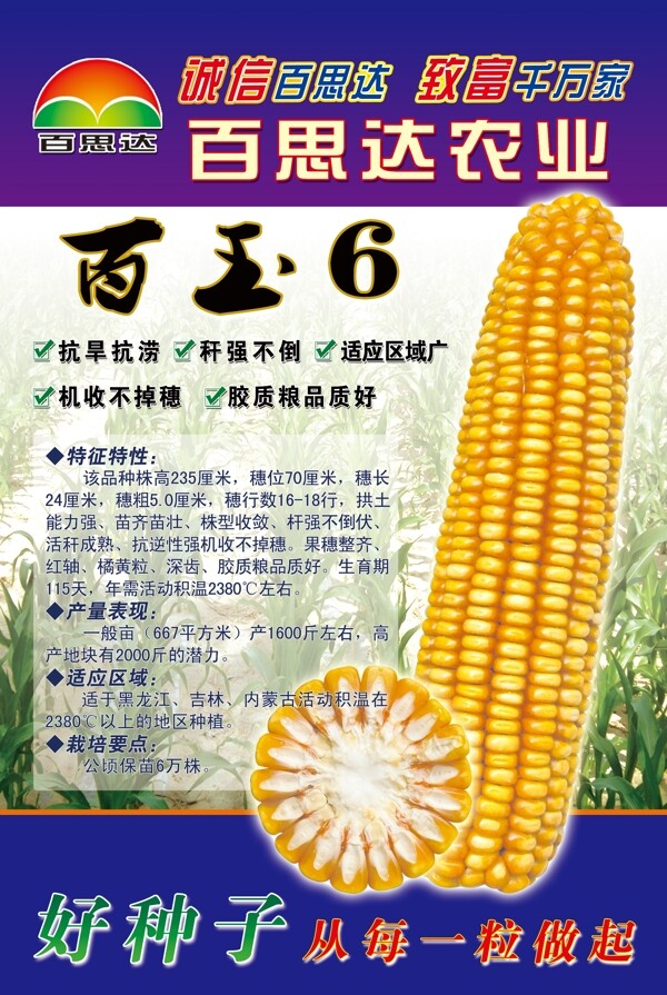 玉米种子海报图片