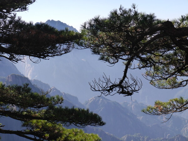 黄山风景迎客松图片