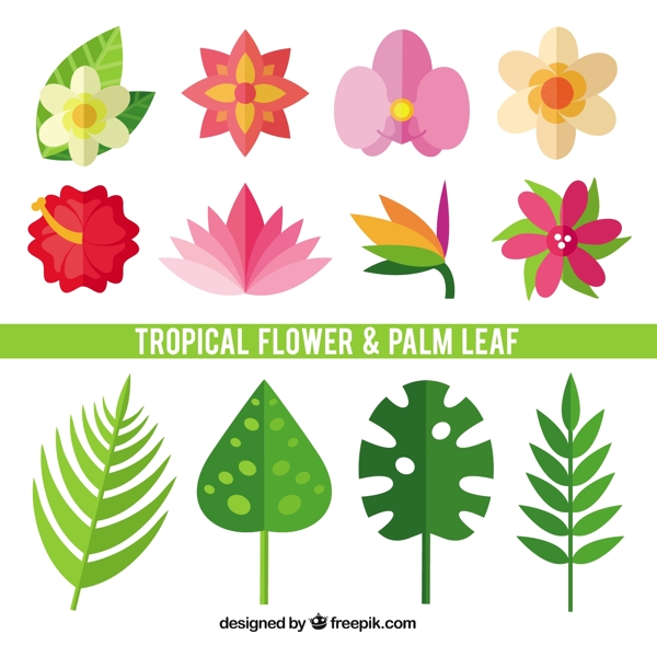 平面设计中的热带花和叶