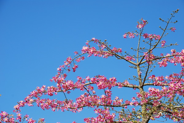 粉红色的锦带树天空背景