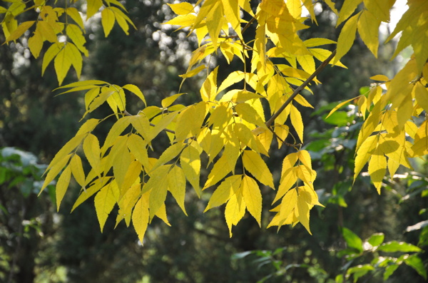 秋天的白蜡满树金黄