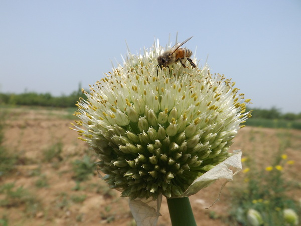 葱花与蜜蜂图片