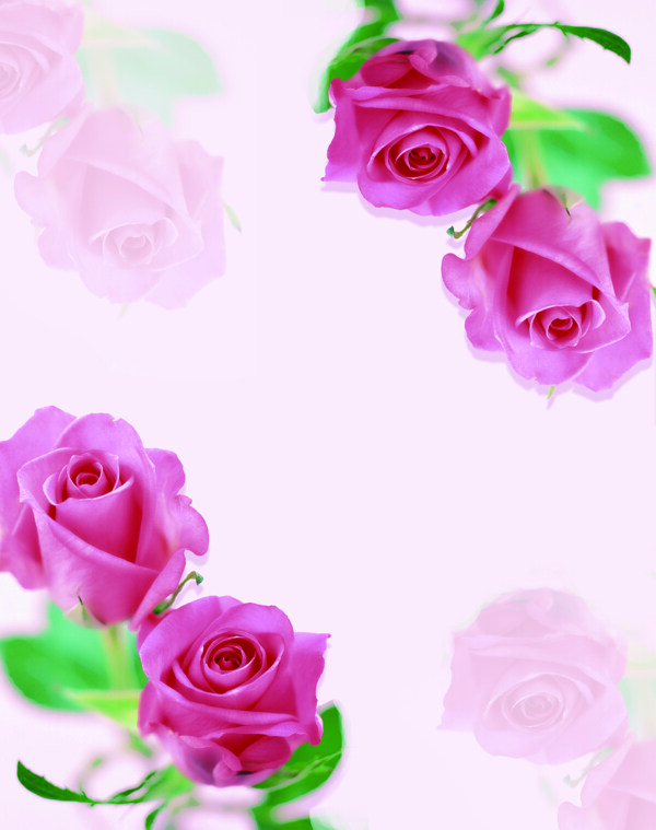 粉红玫瑰移门图片
