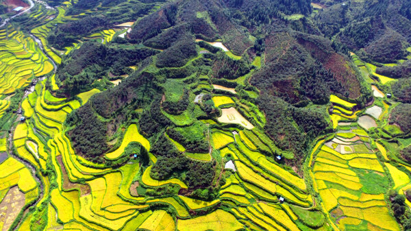 航拍田园秋色金秋时节