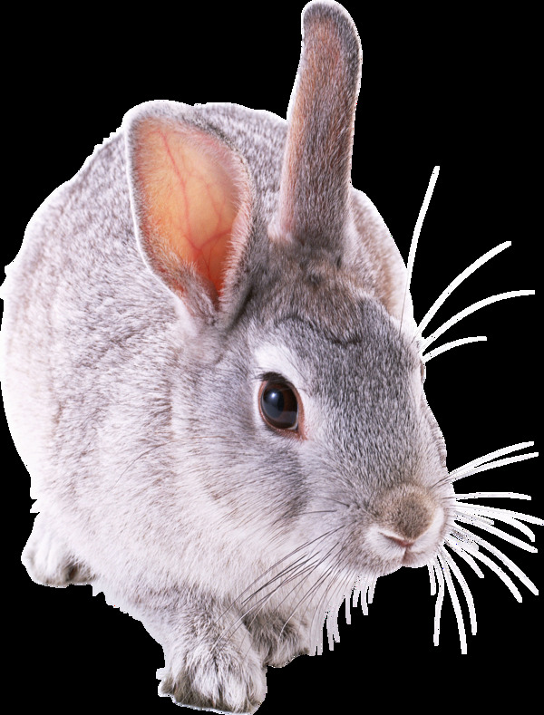 可爱温顺的小兔子免抠png透明图层素材