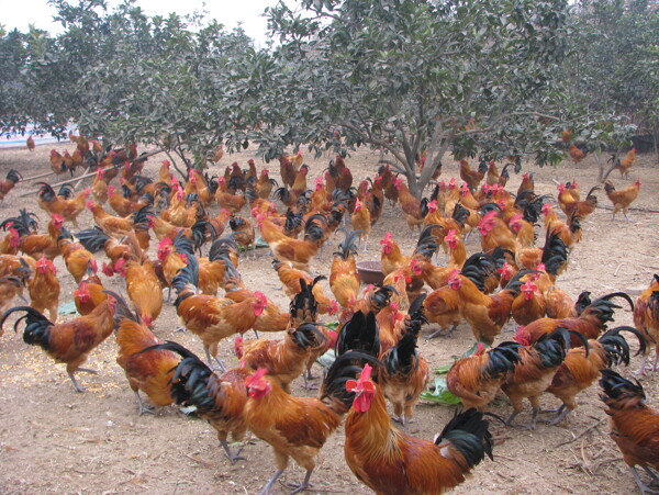 生态养殖土鸡图片