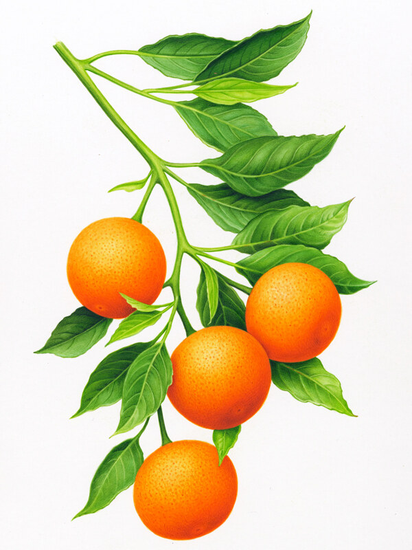 树枝上的橙子