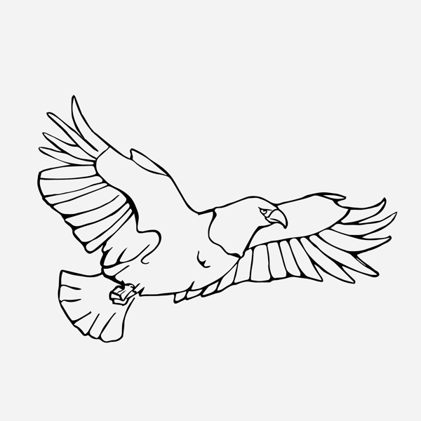 飞翔的老鹰插图插画矢量素材