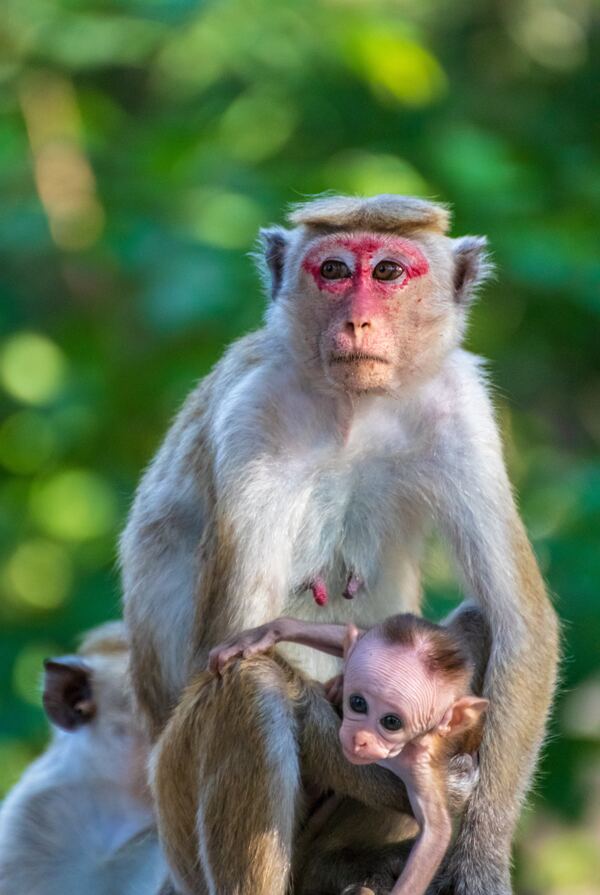 猴子可爱