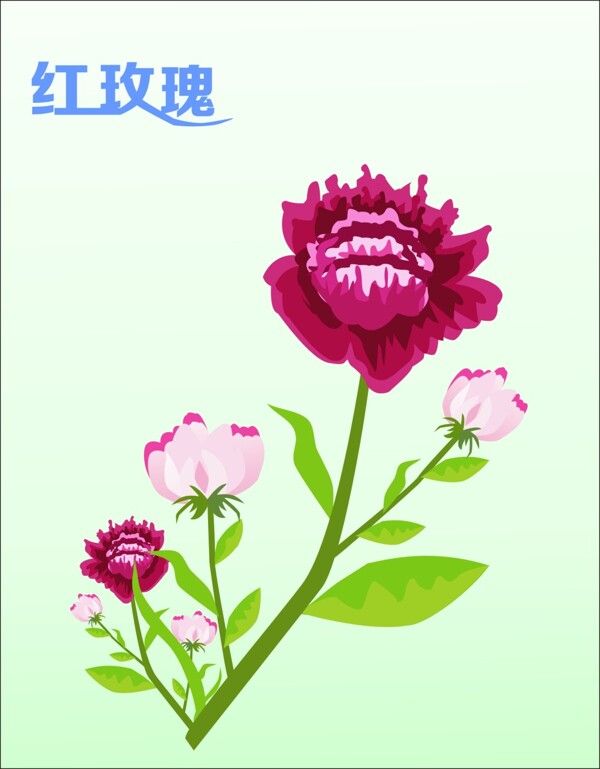 玫瑰花