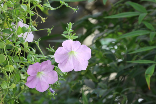 牵牛花