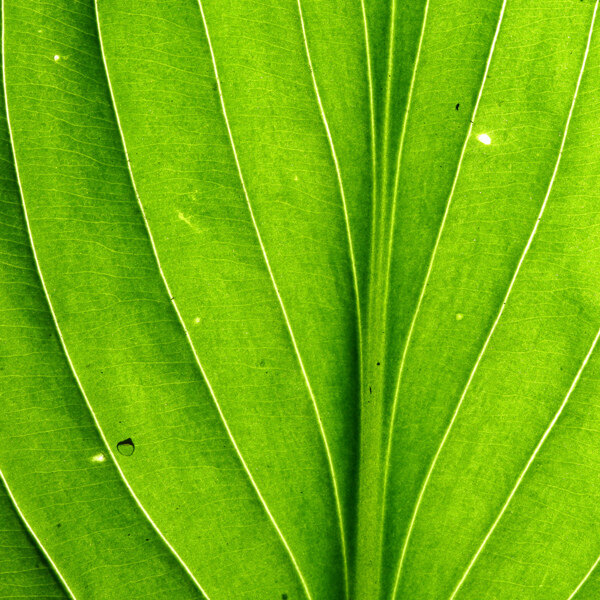 微距叶脉绿色植物图片