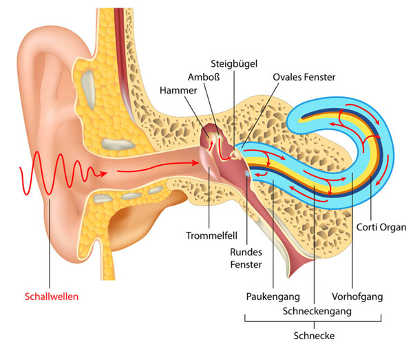 人体耳朵器官图片