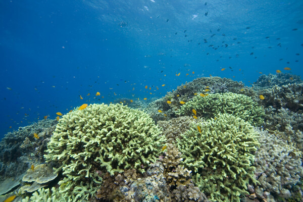 珊瑚礁与鱼类