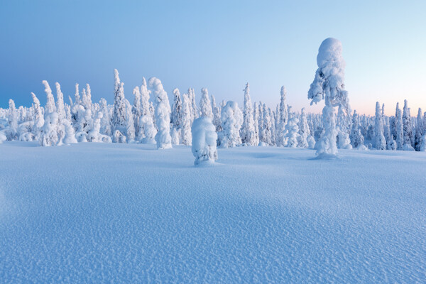 美丽树林雪地风光图片