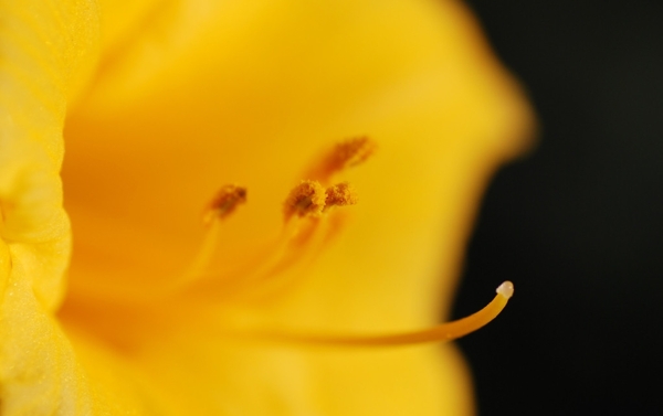 黄花萱草花蕊图片