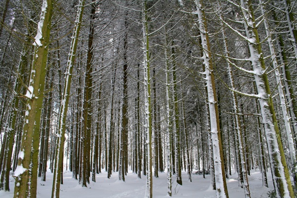 雪中的枝桠