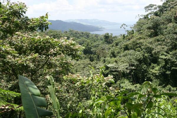 美国哥斯达黎加热带雨林风景