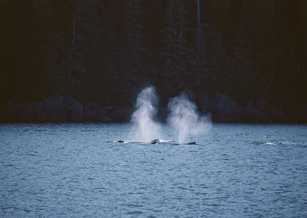大海鲸鱼摄影图片