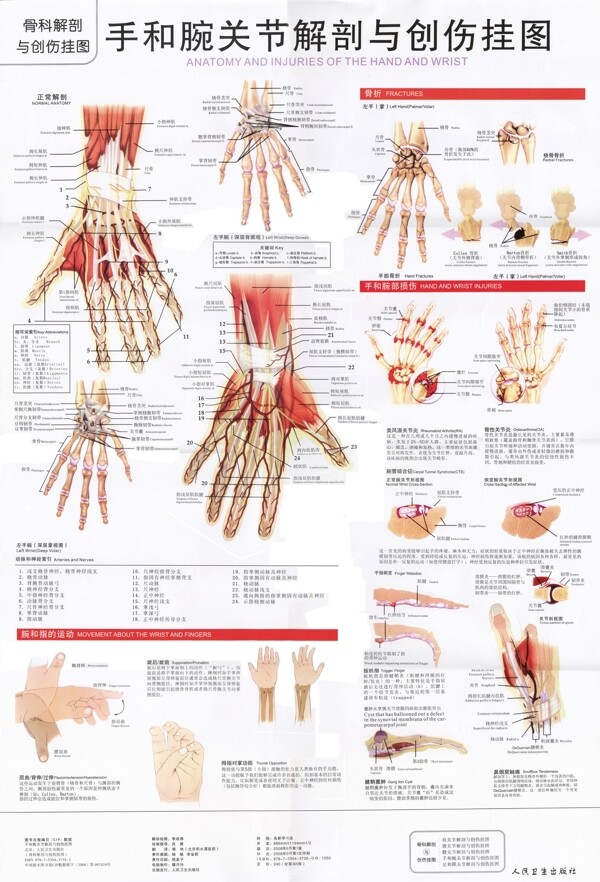 手和腕关节解剖图图片