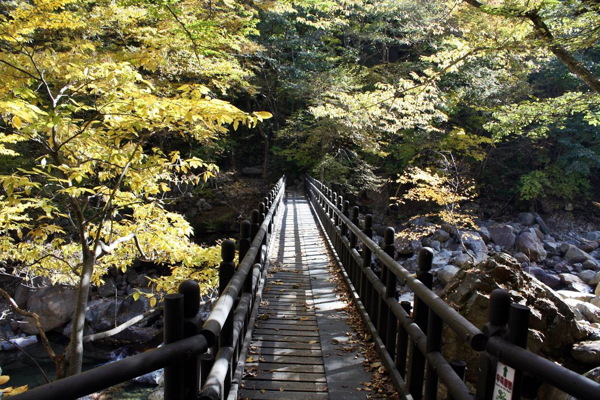 绿色林间木桥风景图片