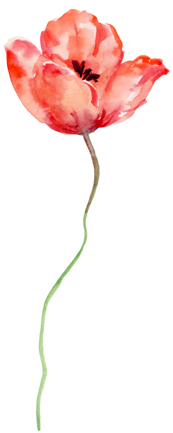 红色玫瑰花朵图片素材