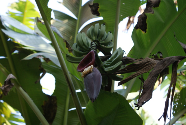 蕉树图片