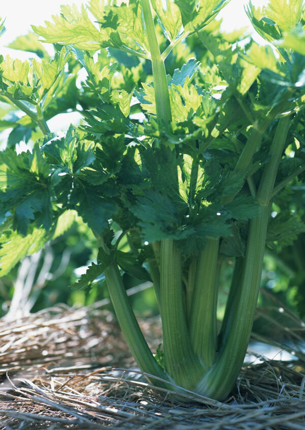 菜地里的芹菜图片