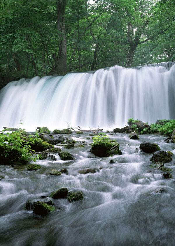 树植物水风景