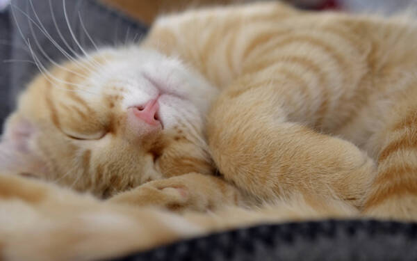 可爱睡觉小猫图片