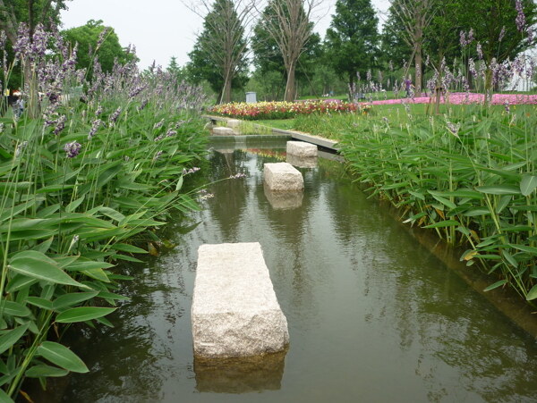 溪流水生植物图片