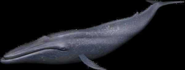 灰蓝色大鲸鱼免抠png透明素材
